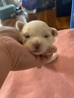 Boos girl, a female Shih Tzu for sale in Cullman, AL – Photo 3 of 4