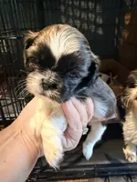 Ghinis girl 4, a female Shih Tzu for sale in Cullman, AL – 2 of 3