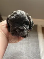 Rubys boy, a male Shih Tzu for sale in Cullman, AL – Photo 1 of 2