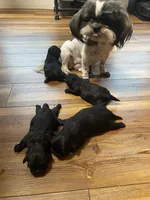 Rubys boy, a male Shih Tzu for sale in Cullman, AL – Photo 2 of 2