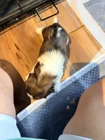 Ghinis girl 3, a female Shih Tzu for sale in Cullman, AL – 2 of 2
