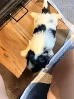 Ghinis girl 2, a female Shih Tzu for sale in Cullman, AL – 3 of 3