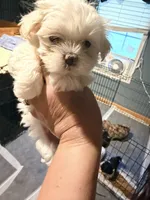 Mindy’s girl 1, a female Maltese for sale in Cullman, AL – 1 of 2