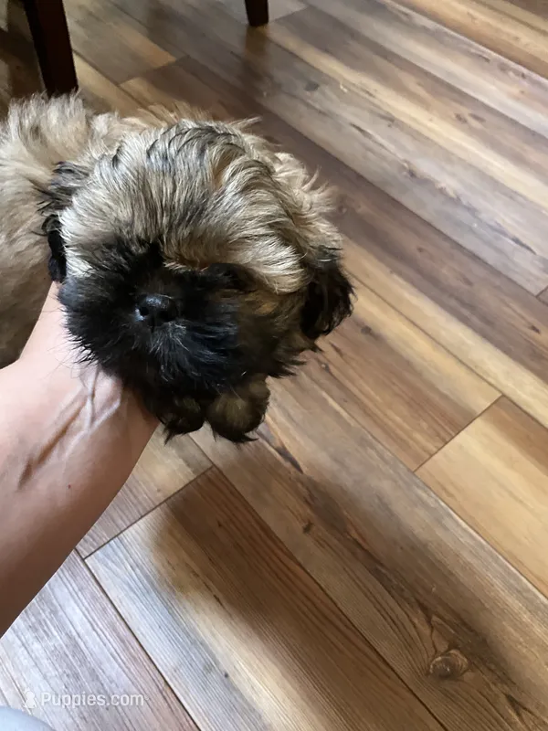 Vanas boy – Shih Tzu puppy for sale in Cullman, AL
