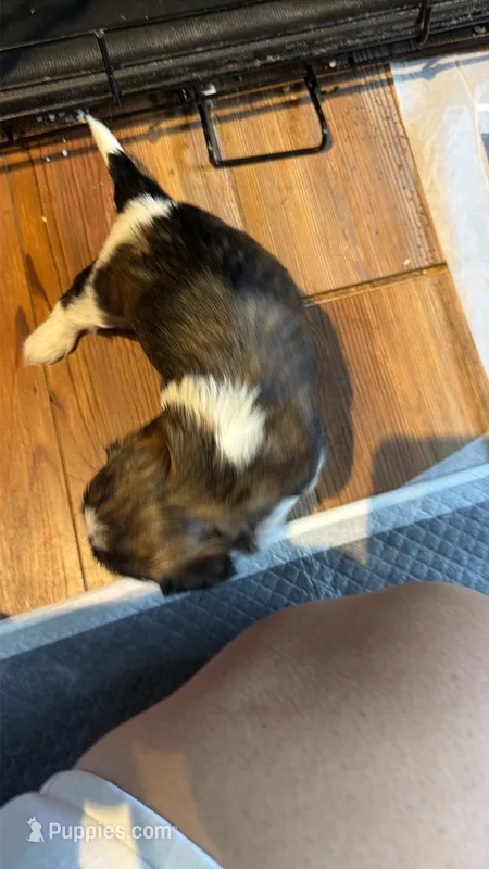 Ghinis girl 4 – Shih Tzu puppy for sale in Cullman, AL