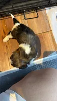 Ghinis girl 4, a female Shih Tzu for sale in Cullman, AL – 1 of 3