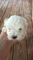 Mindy’s boy, a male Maltese for sale in Cullman, AL – 1 of 2
