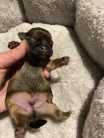 Sable boy, a male Shih Tzu for sale in Cullman, AL – Photo 3 of 4