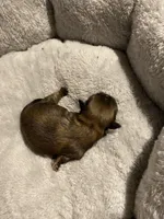 Sable boy, a male Shih Tzu for sale in Cullman, AL – Photo 2 of 4