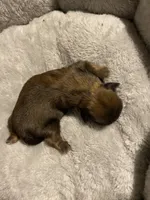 Sable boy, a male Shih Tzu for sale in Cullman, AL – Photo 4 of 4