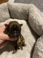 Sable boy, a male Shih Tzu for sale in Cullman, AL – Photo 1 of 4