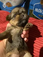 Zulus girl 1, a female Shih Tzu and Yorkshire Terrier for sale in Cullman, AL – Photo 3 of 4