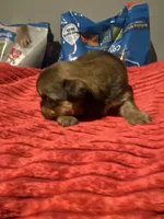 Zulus girl 1, a female Shih Tzu and Yorkshire Terrier for sale in Cullman, AL – Photo 4 of 4