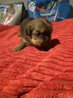 Zulus girl 1, a female Shih Tzu and Yorkshire Terrier for sale in Cullman, AL – Photo 1 of 4