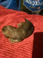 Zulus girl 1, a female Shih Tzu and Yorkshire Terrier for sale in Cullman, AL – Photo 2 of 4