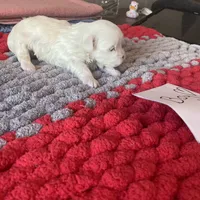 Mindy’s blue boy, a male Maltese for sale in Cullman, AL – Photo 7 of 7