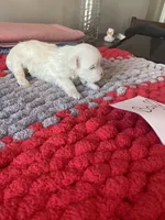 Mindy’s blue boy, a male Maltese for sale in Cullman, AL – Photo 7 of 7