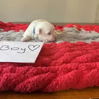 Mindy’s blue boy, a male Maltese for sale in Cullman, AL – Photo 2 of 7