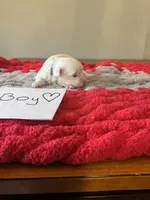 Mindy’s blue boy, a male Maltese for sale in Cullman, AL – Photo 2 of 7