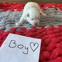 Mindy’s blue boy, a male Maltese for sale in Cullman, AL – Photo 1 of 7