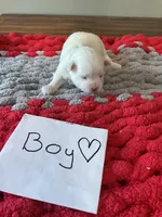 Mindy’s blue boy, a male Maltese for sale in Cullman, AL – Photo 1 of 7
