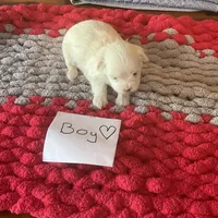 Mindy’s blue boy, a male Maltese for sale in Cullman, AL – Photo 5 of 7