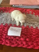 Mindy’s blue boy, a male Maltese for sale in Cullman, AL – Photo 5 of 7