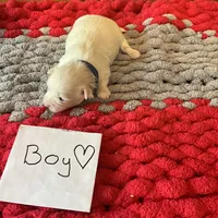 Mindy’s blue boy, a male Maltese for sale in Cullman, AL – Photo 6 of 7