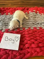 Mindy’s blue boy, a male Maltese for sale in Cullman, AL – Photo 6 of 7