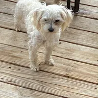 Mindy’s blue boy, a male Maltese for sale in Cullman, AL – Photo 3 of 7