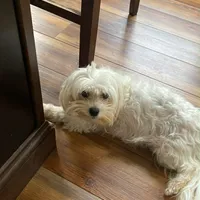 Mindy’s blue boy, a male Maltese for sale in Cullman, AL – Photo 4 of 7