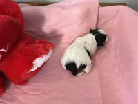 Snowys girl 3, a female Maltese and Shih Tzu for sale in Cullman, AL – Photo 2 of 6