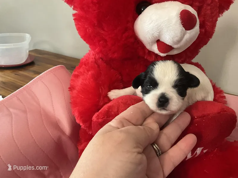 Snowys girl 3, a female Maltese and Shih Tzu for sale in Cullman, AL – Photo 1 of 6