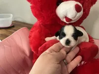 Snowys girl 3, a female Maltese and Shih Tzu for sale in Cullman, AL – Photo 1 of 6