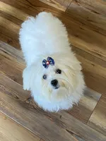 Snowys girl 3, a female Maltese and Shih Tzu for sale in Cullman, AL – Photo 5 of 6