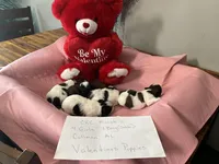 Snowys girl 3, a female Maltese and Shih Tzu for sale in Cullman, AL – Photo 4 of 6