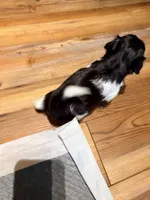 Ghini boy, a male Shih Tzu for sale in Cullman, AL – 2 of 4