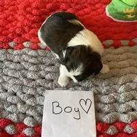 Ghinis Tri boy, a male Shih Tzu for sale in Cullman, AL – Photo 6 of 6