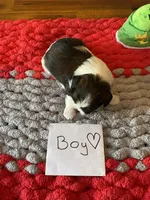 Ghinis Tri boy, a male Shih Tzu for sale in Cullman, AL – Photo 6 of 6