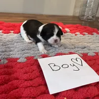 Ghinis Tri boy, a male Shih Tzu for sale in Cullman, AL – Photo 3 of 6