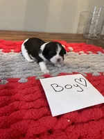 Ghinis Tri boy, a male Shih Tzu for sale in Cullman, AL – Photo 3 of 6