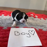 Ghinis Tri boy, a male Shih Tzu for sale in Cullman, AL – Photo 2 of 6