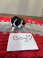 Ghinis Tri boy, a male Shih Tzu for sale in Cullman, AL – Photo 2 of 6