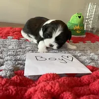 Ghinis Tri boy, a male Shih Tzu for sale in Cullman, AL – Photo 5 of 6