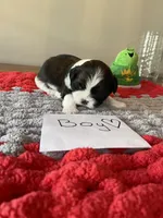 Ghinis Tri boy, a male Shih Tzu for sale in Cullman, AL – Photo 5 of 6