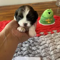 Ghinis Tri boy, a male Shih Tzu for sale in Cullman, AL – Photo 1 of 6