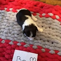 Ghinis Tri boy, a male Shih Tzu for sale in Cullman, AL – Photo 4 of 6