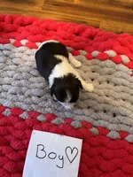 Ghinis Tri boy, a male Shih Tzu for sale in Cullman, AL – Photo 4 of 6