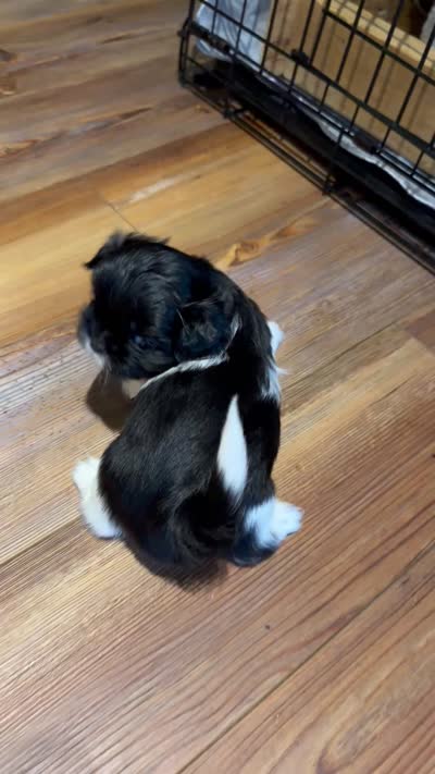 Ghini boy, a male Shih Tzu for sale in Cullman, AL – 4 of 4