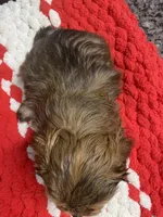 Charles boy, a male Shih Tzu and Yorkshire Terrier for sale in Cullman, AL – Photo 2 of 7